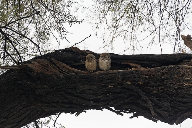 Keoladeo national park-006